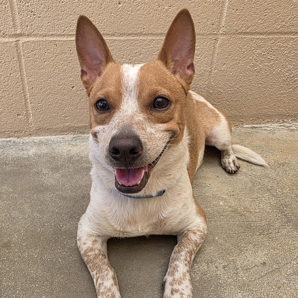 Pudge, a Adoptable Chihuahua in Ojai, CA image 4/6