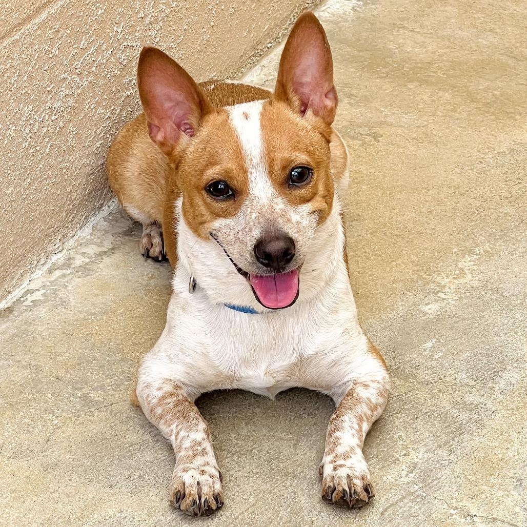 Pudge, a Adoptable Chihuahua in Ojai, CA image 5/6
