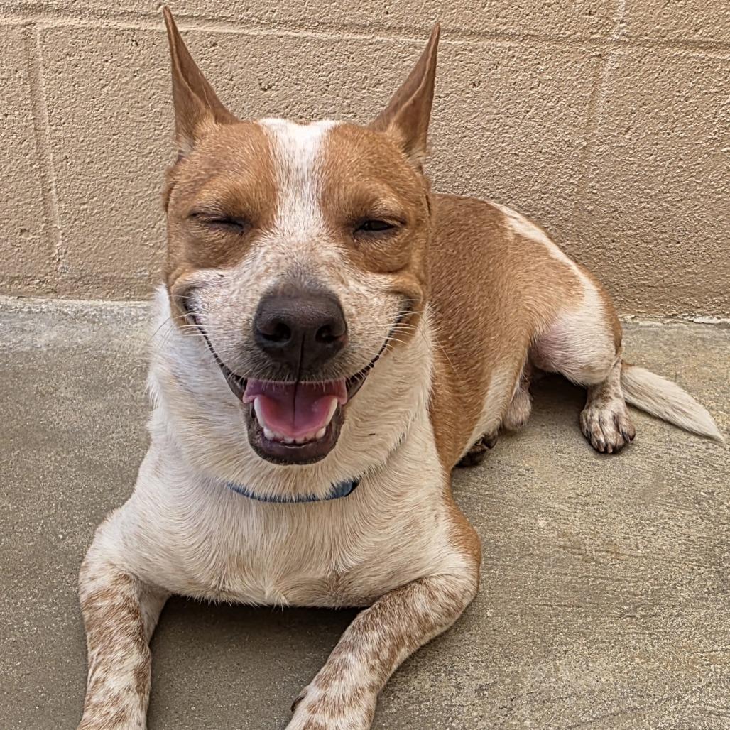 Pudge, a Adoptable Chihuahua in Ojai, CA image 6/6