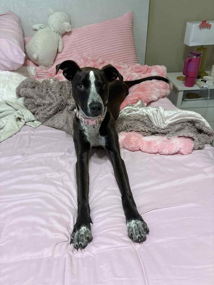 Pear (Purple), Adoptable, Puppy Female Mixed Breed.