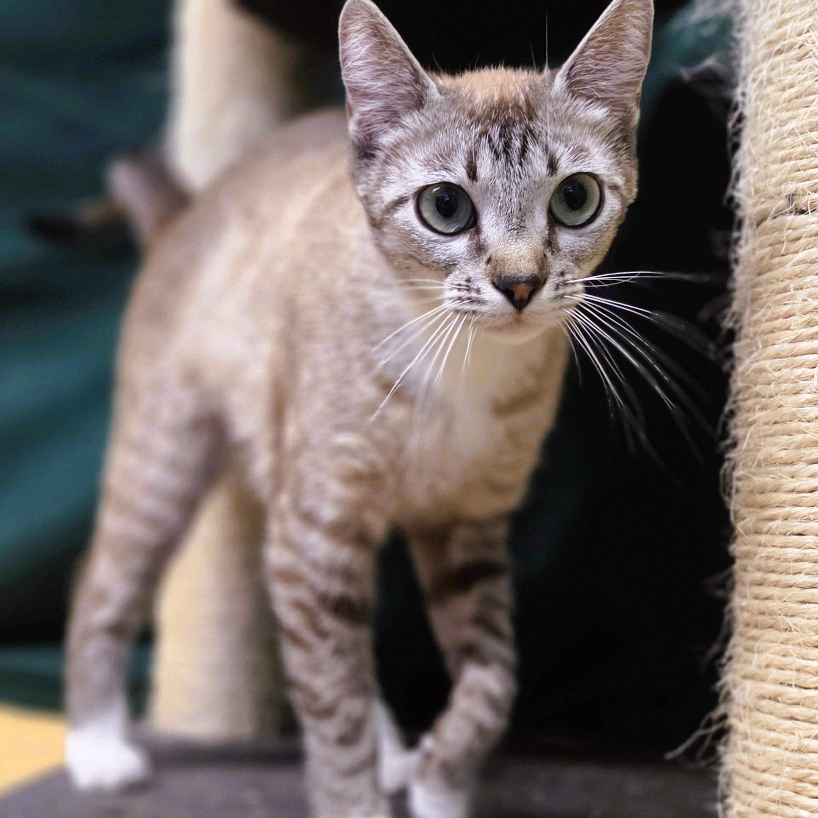 Jury, ADOPTABLE, Young Female Siamese.