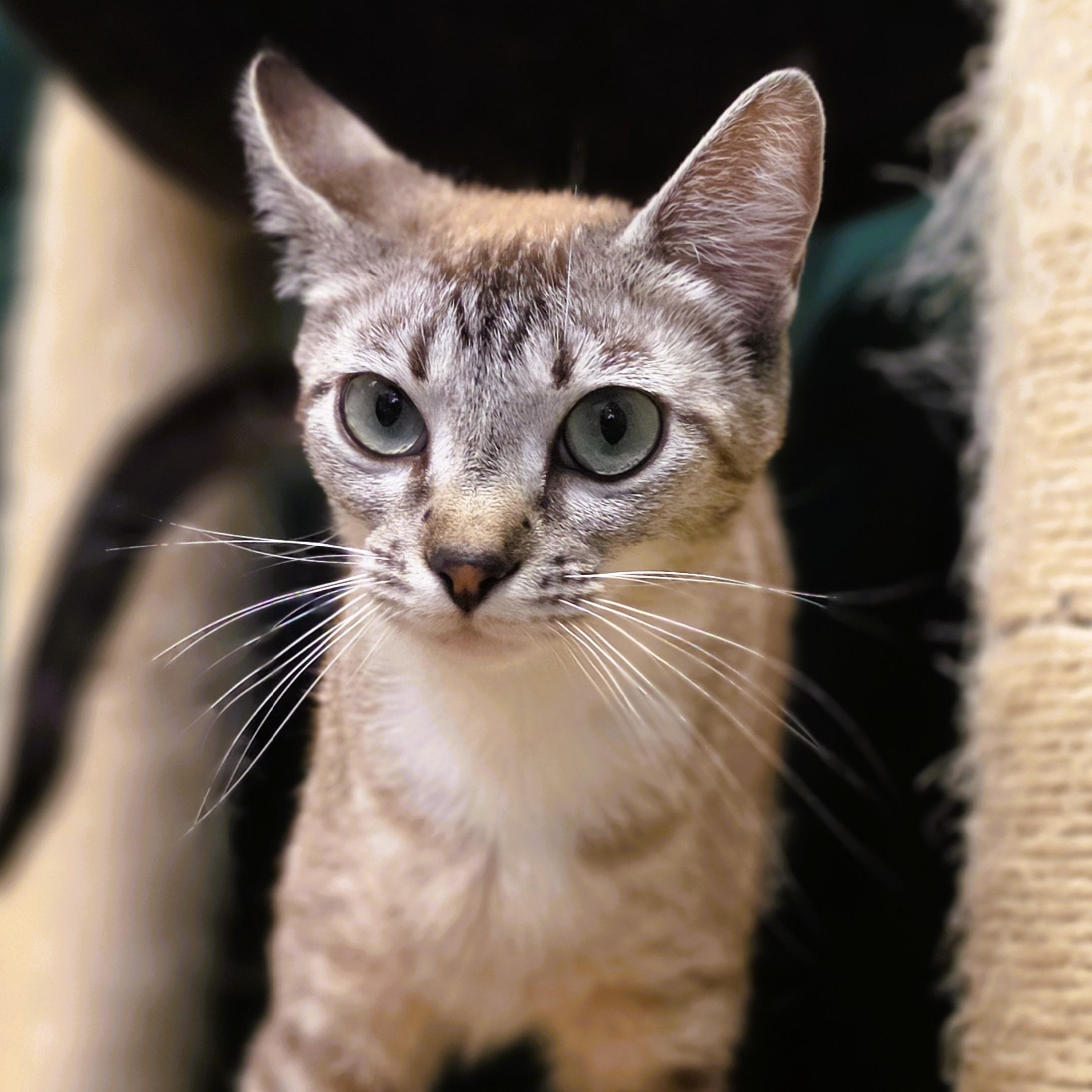 Jury, a ADOPTABLE mixed breed in Lowell, AR image 4/4