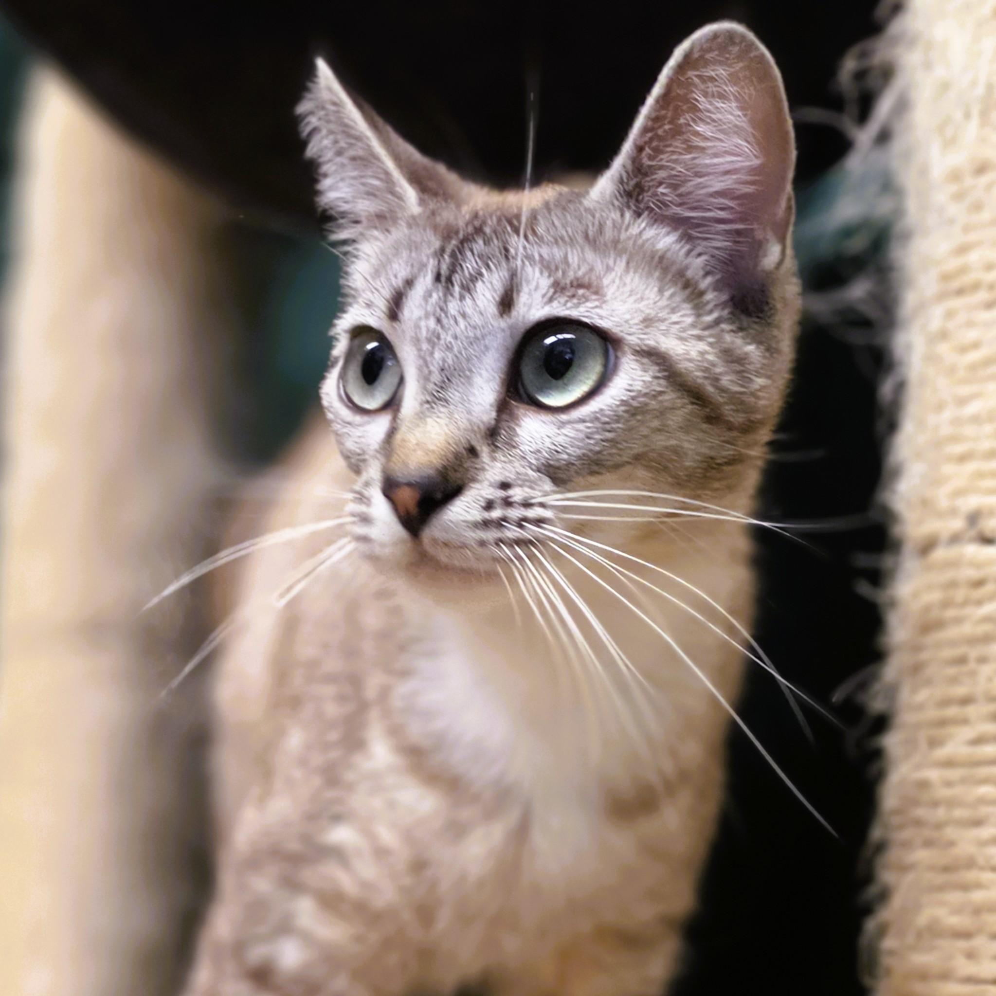Jury, a ADOPTABLE mixed breed in Lowell, AR image 2/4