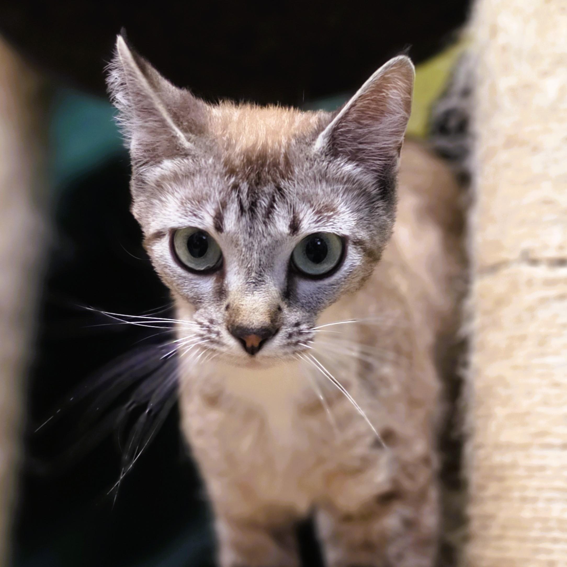 Jury, a ADOPTABLE mixed breed in Lowell, AR image 3/4
