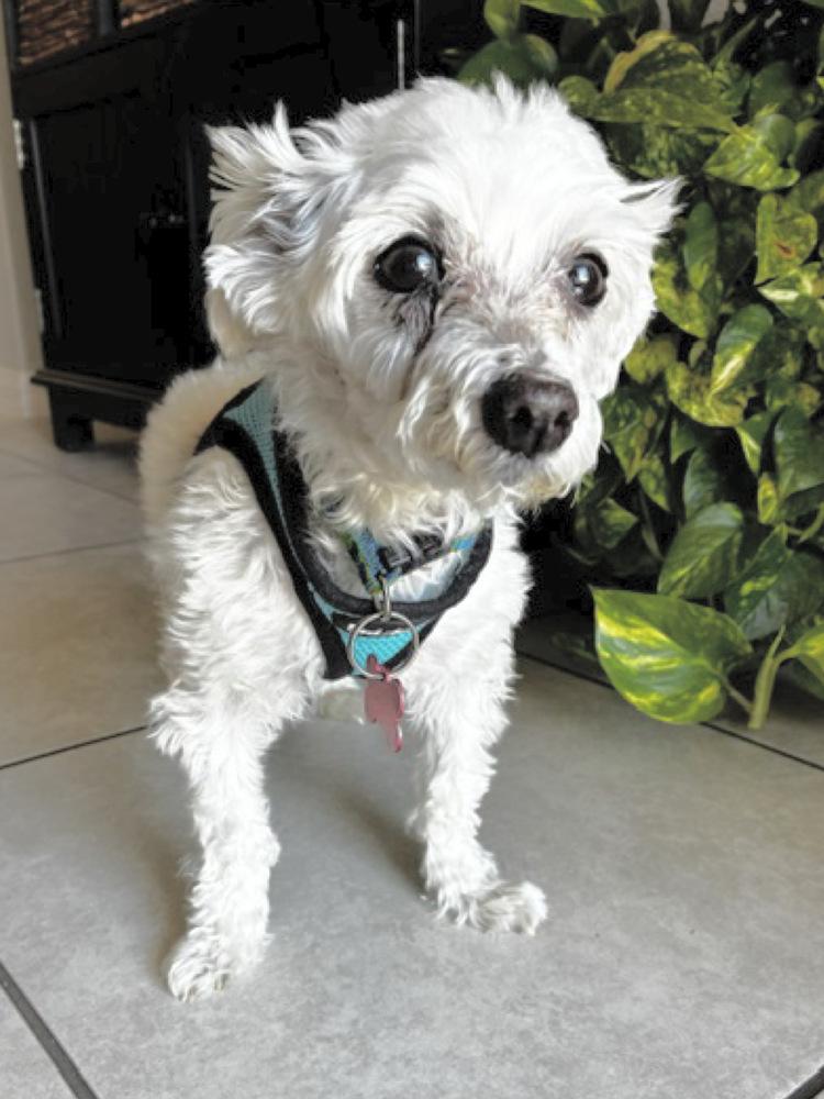 Q-tip, Adoptable, Senior Male Maltese.