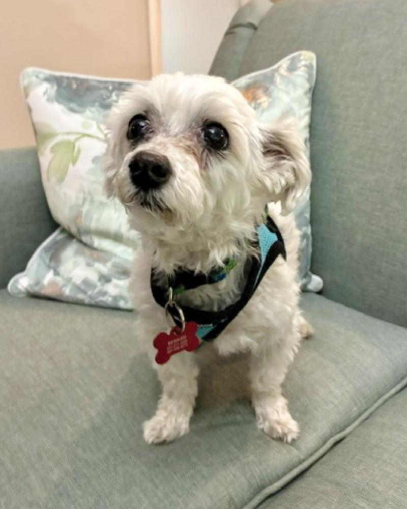 Q-tip, a Adoptable Maltese in Orlando, FL image 2/5