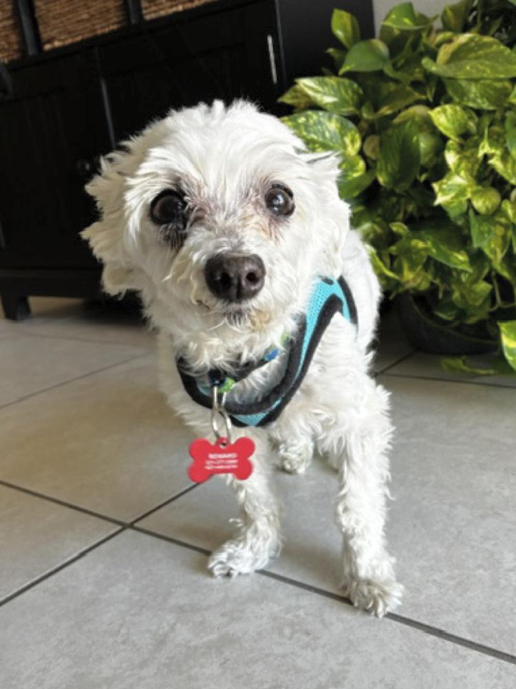 Q-tip, a Adoptable Maltese in Orlando, FL image 3/5