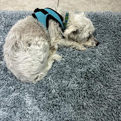 Q-tip, a Adoptable Maltese in Orlando, FL image 4/5