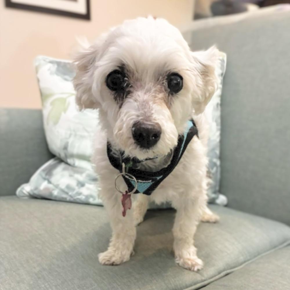 Q-tip, a Adoptable Maltese in Orlando, FL image 5/5