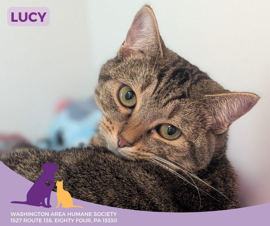 Enlarge Lucy, a Adoptable mixed breed in Eighty Four, PA image 1/1