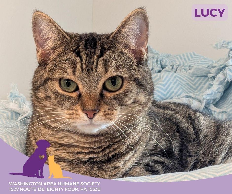 Lucy, Adoptable, Adult Female British Shorthair.