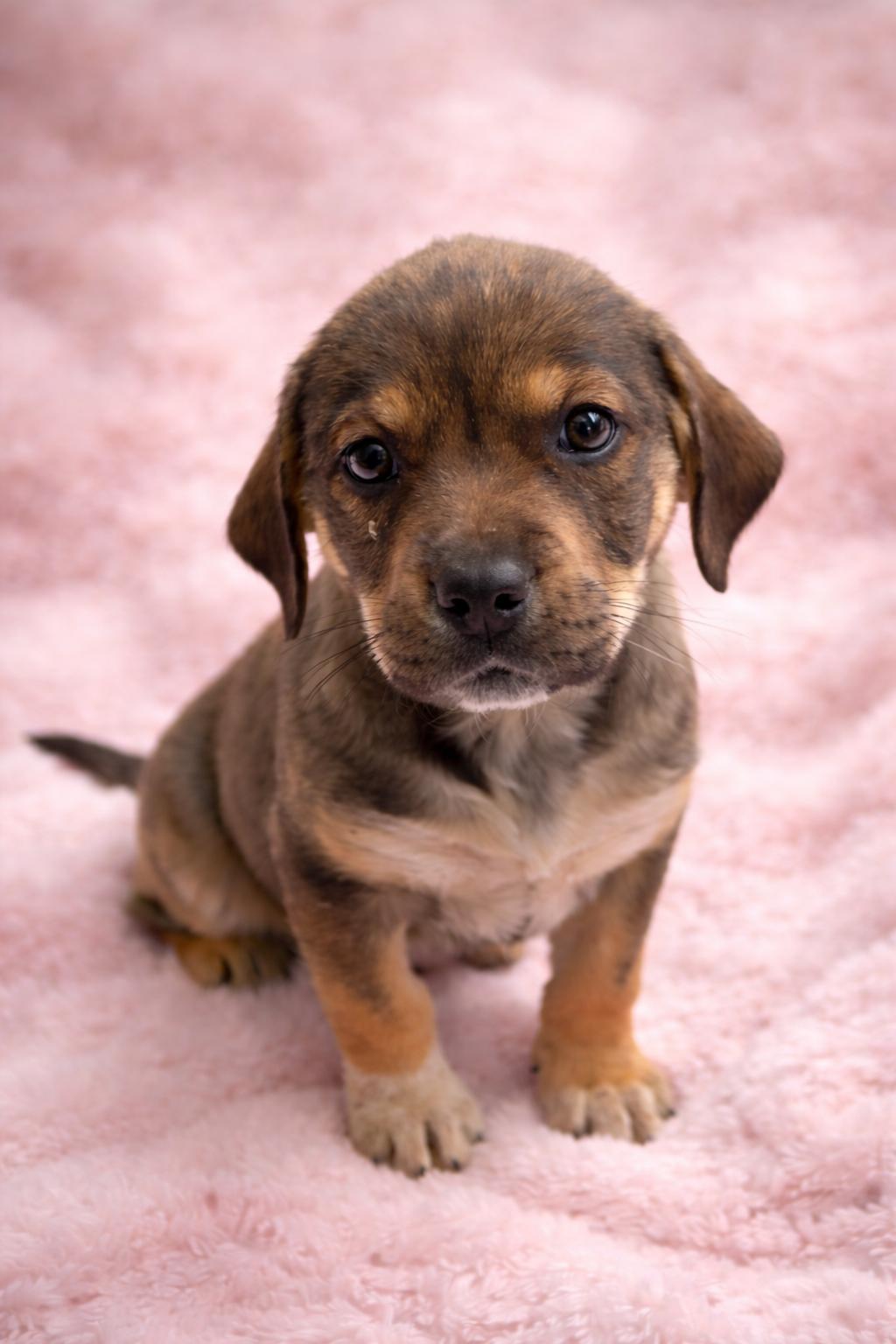 Smooch, ADOPTABLE, Puppy Female Mixed Breed.