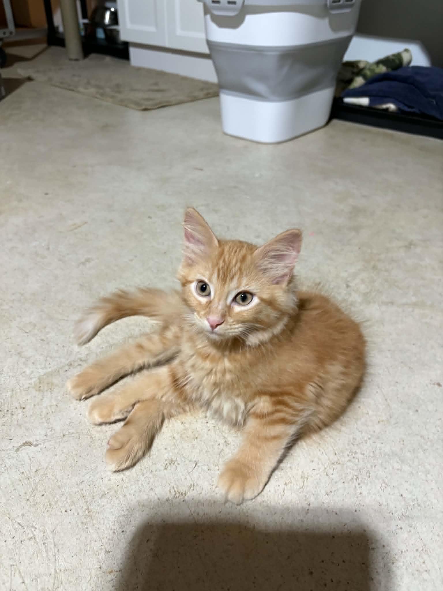 Enlarge Penny, a ADOPTABLE Domestic Short Hair in Herculaneum, MO image 1/1
