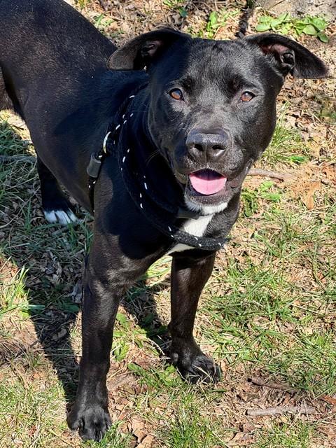 Enlarge JABARKUS, a Adoptable mixed breed in Olivette, MO image 1/1