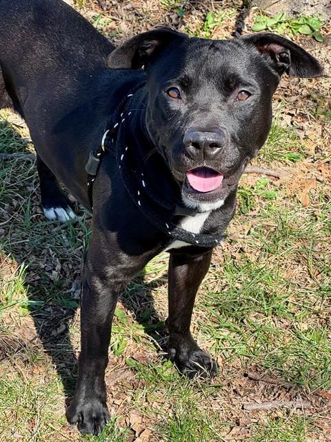 Enlarge JABARKUS, a Adoptable mixed breed in Olivette, MO image 1/1