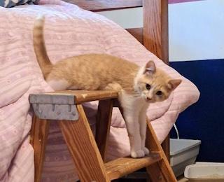 Goldfinch, a Adoptable Domestic Short Hair in Washington Grove, MD image 1/4