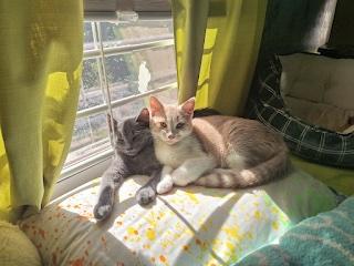 Goldfinch, a Adoptable Domestic Short Hair in Washington Grove, MD image 2/4