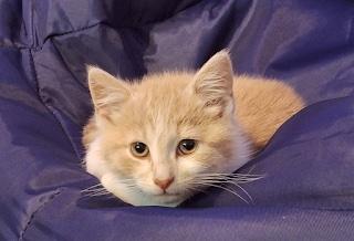 Goldfinch, a Adoptable Domestic Short Hair in Washington Grove, MD image 3/4