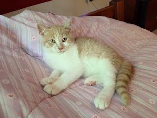 Goldfinch, a Adoptable Domestic Short Hair in Washington Grove, MD image 4/4