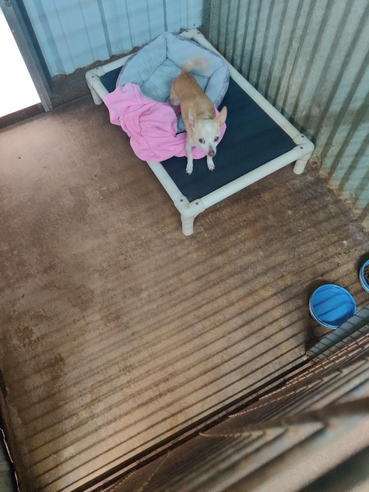 Enlarge Baby Girl, a Adopted Chihuahua in San Antonio, TX image 1/2