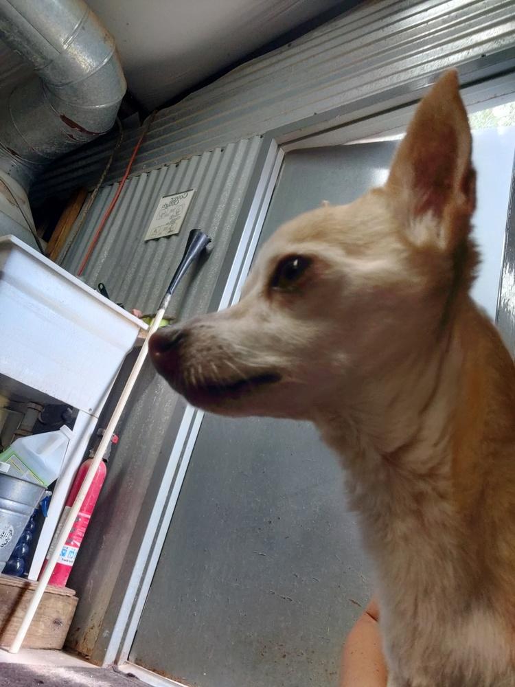 Enlarge Baby Girl, a Adopted Chihuahua in San Antonio, TX image 2/2