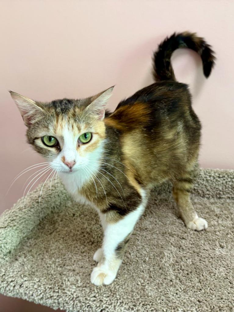 Pizza, Adoptable, Young Female Domestic Short Hair.