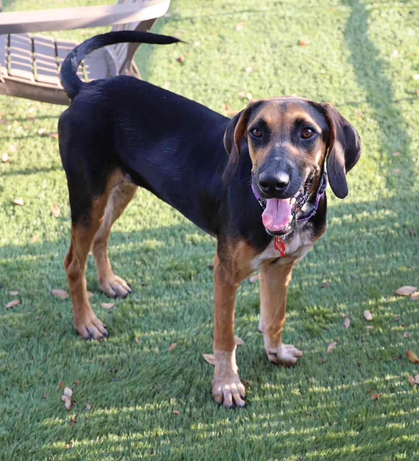 Enlarge Lu Lu, a ADOPTABLE mixed breed in Southlake, TX image 6/6