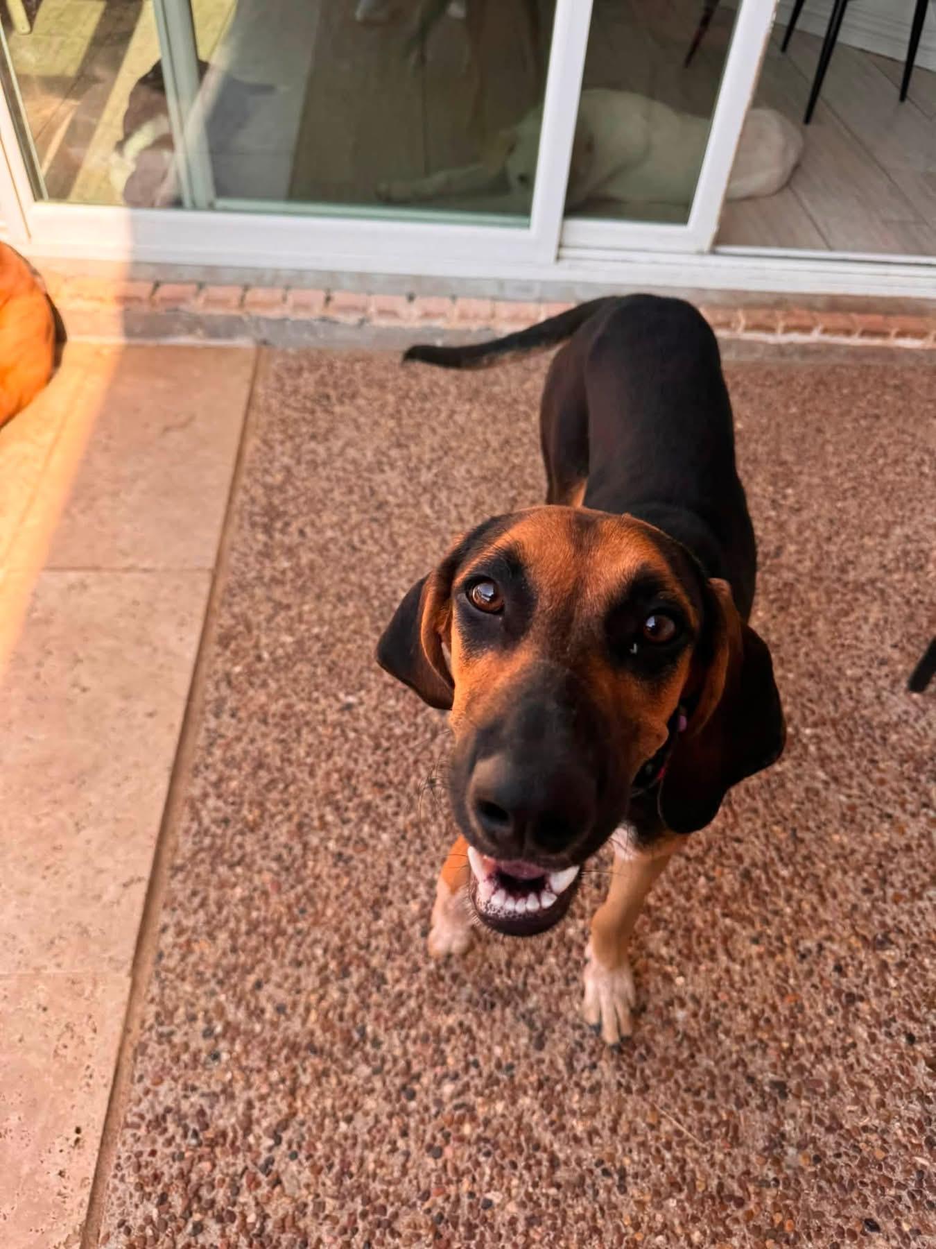 Enlarge Lu Lu, a ADOPTABLE mixed breed in Southlake, TX image 5/6