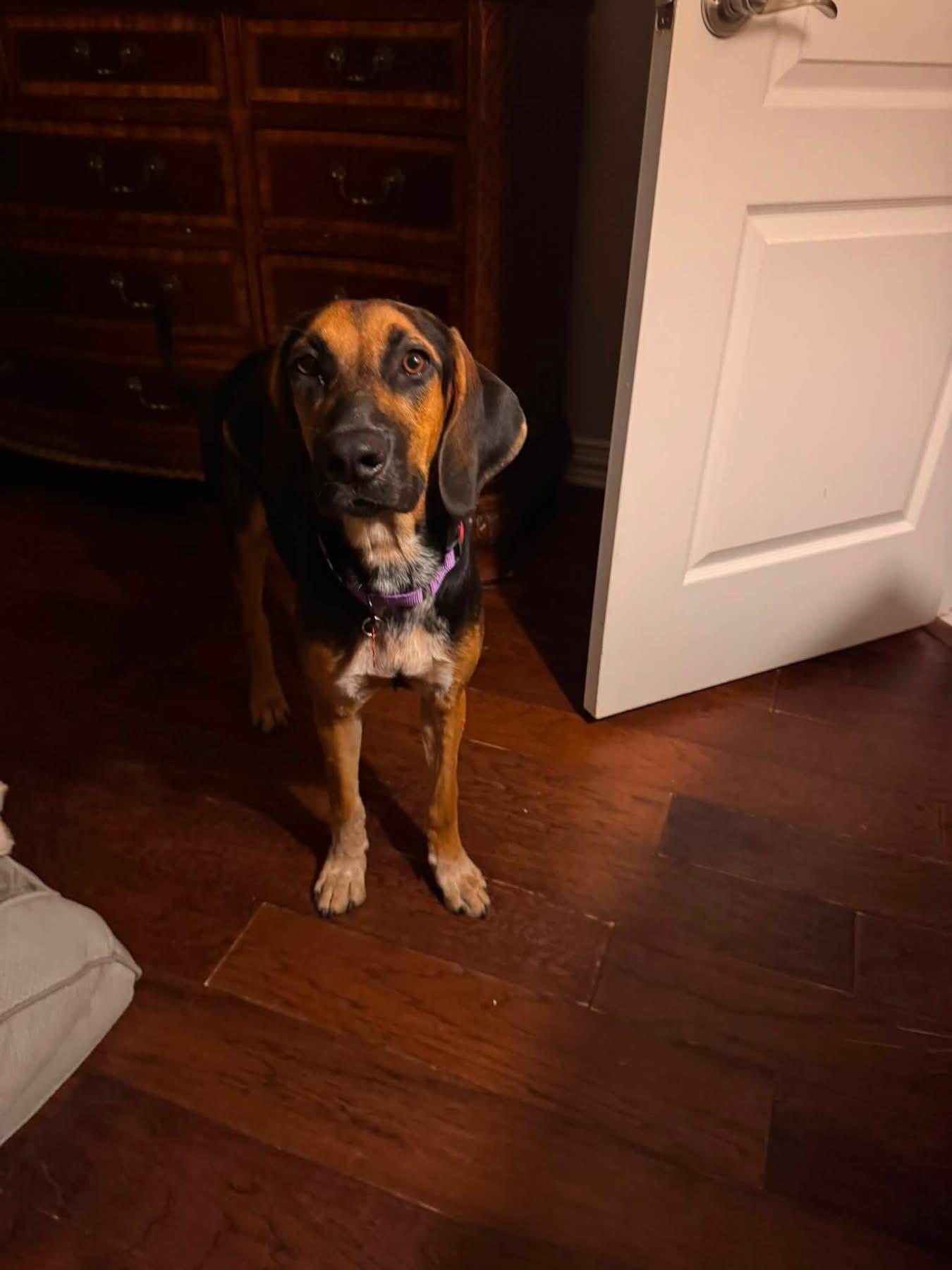 Enlarge Lu Lu, a ADOPTABLE mixed breed in Southlake, TX image 4/6