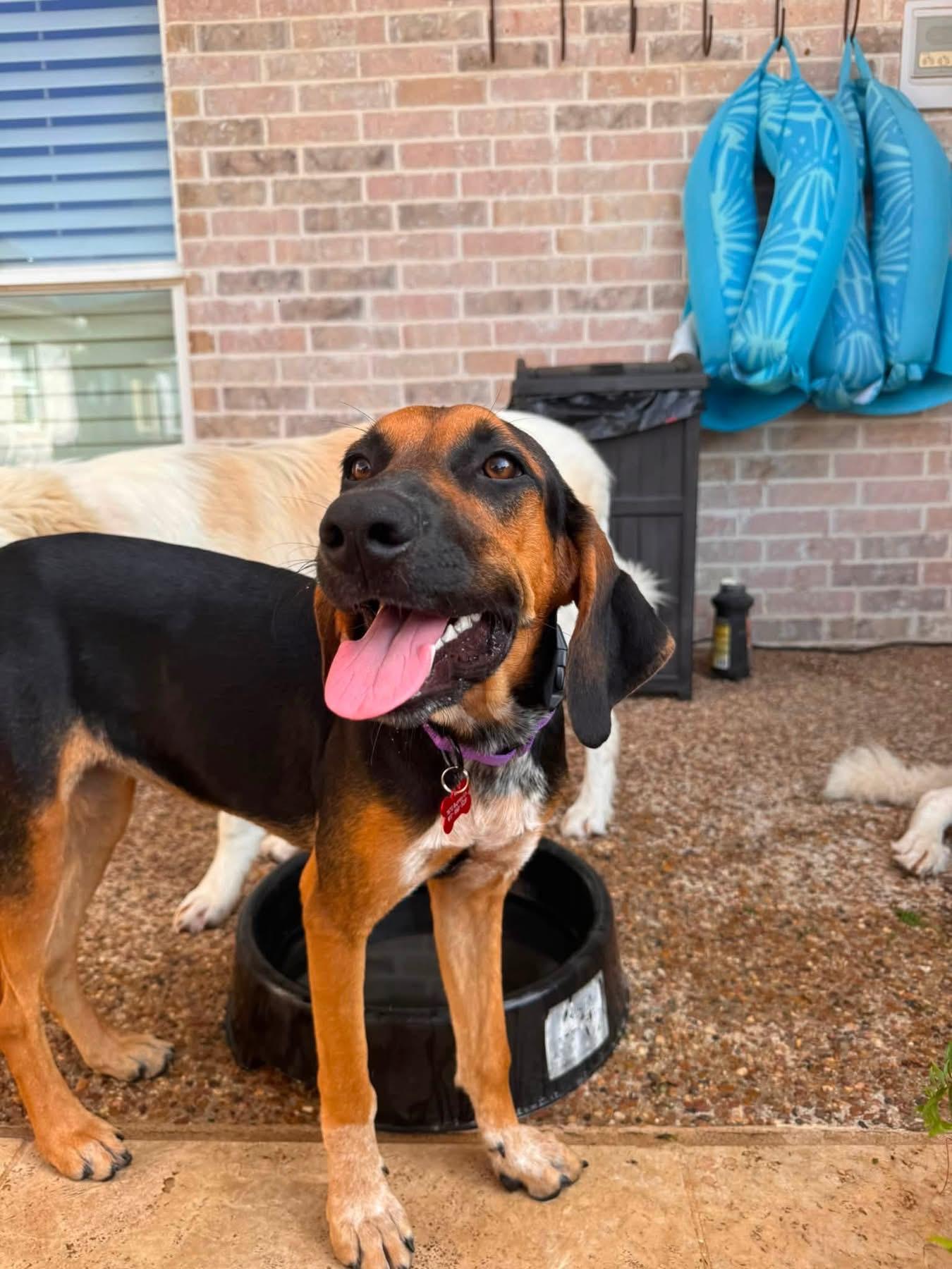Enlarge Lu Lu, a ADOPTABLE mixed breed in Southlake, TX image 3/6