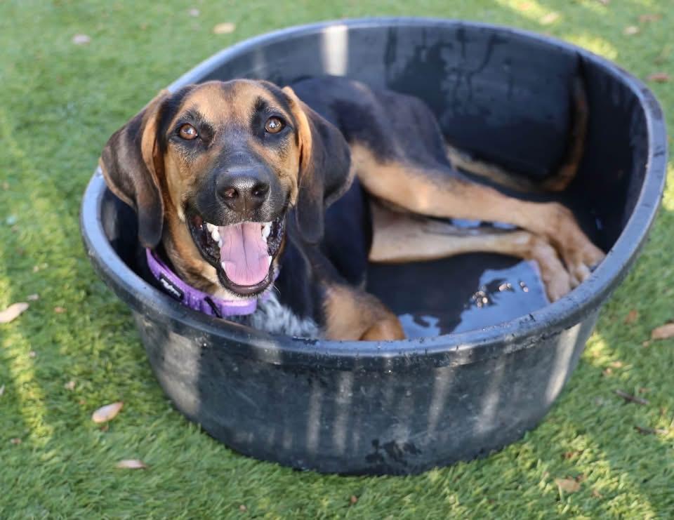 Enlarge Lu Lu, a ADOPTABLE mixed breed in Southlake, TX image 1/6