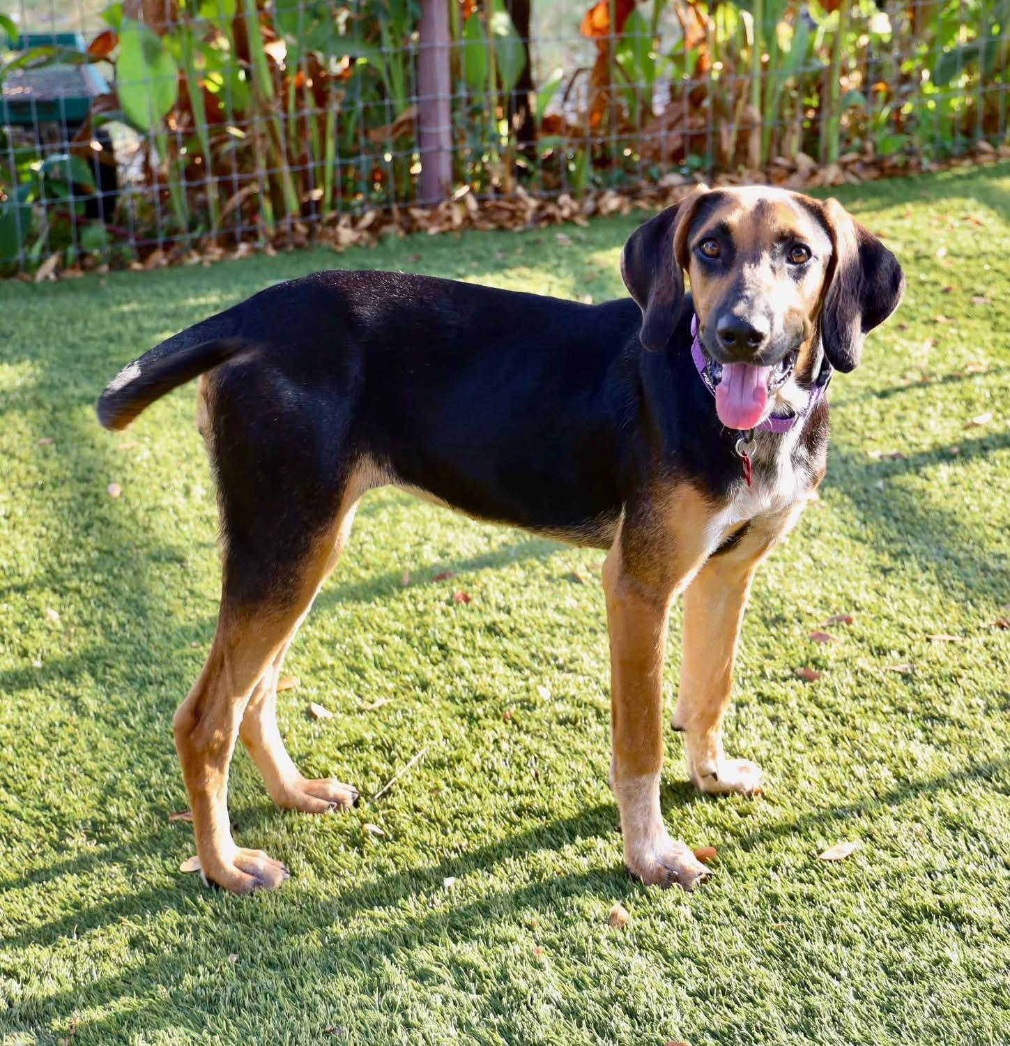 Enlarge Lu Lu, a ADOPTABLE mixed breed in Southlake, TX image 2/6