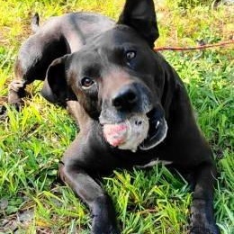 Enlarge Zane, a ADOPTABLE mixed breed in Chelmsford, MA image 4/5
