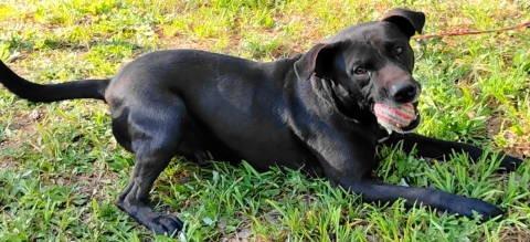 Enlarge Zane, a ADOPTABLE mixed breed in Chelmsford, MA image 5/5