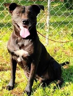 Enlarge Zane, a ADOPTABLE mixed breed in Chelmsford, MA image 3/5