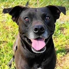 Zane, ADOPTABLE, Adult Male Labrador Retriever.