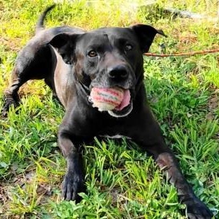 Enlarge Zane, a ADOPTABLE mixed breed in Chelmsford, MA image 2/5