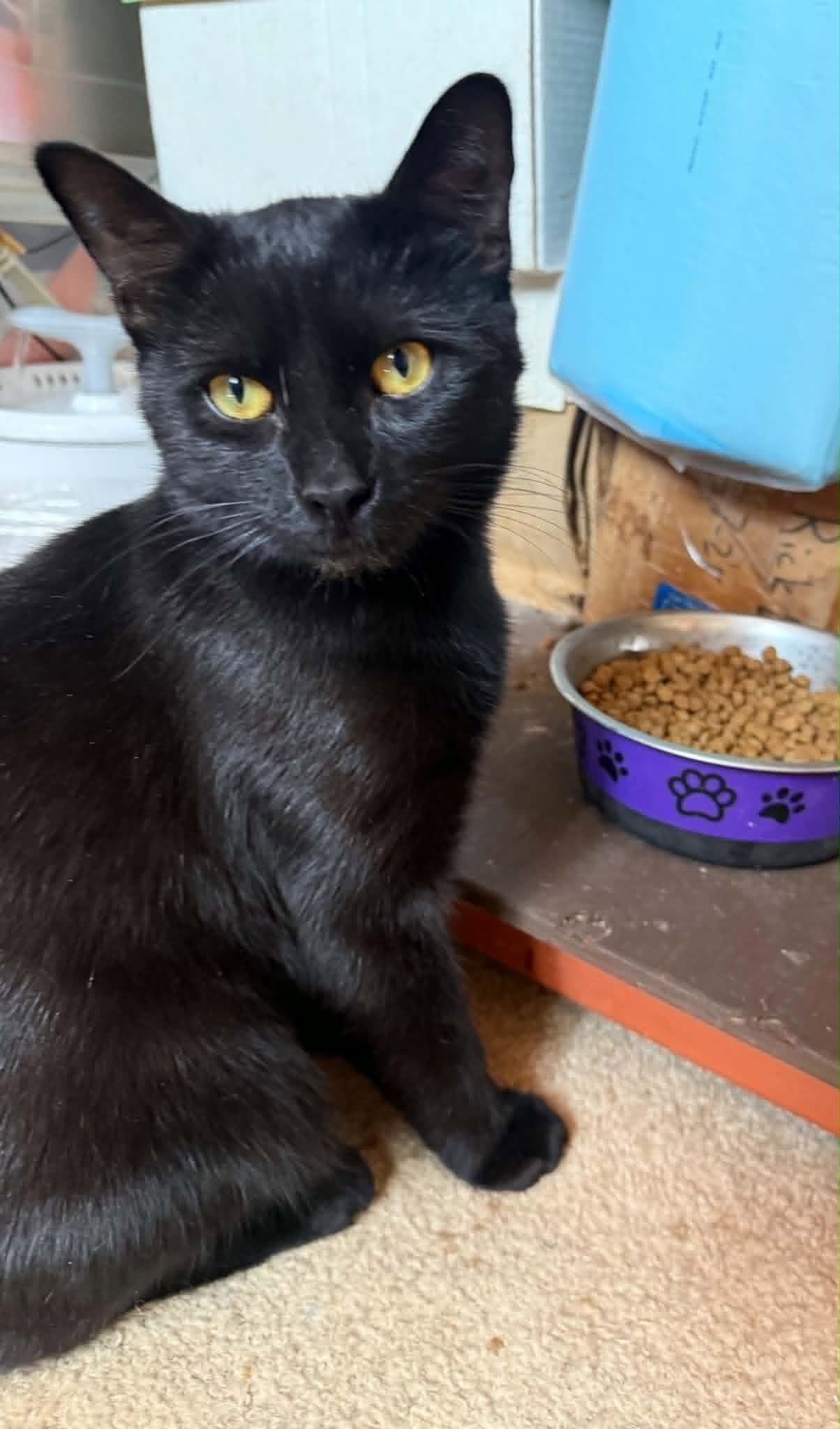 Enlarge Jared & Tess, a Adoptable Domestic Short Hair in Spencerville, ON image 5/6