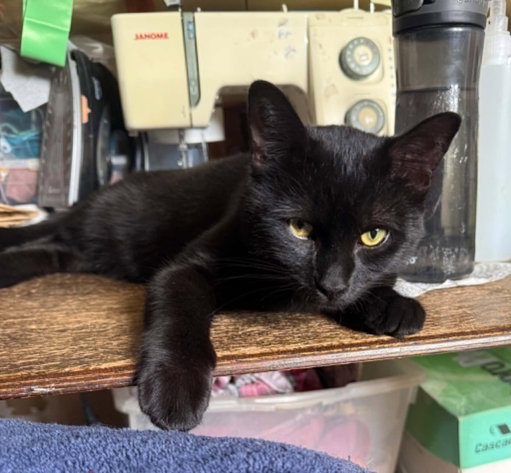 Jared & Tess, Adoptable, Adult Female Domestic Short Hair.