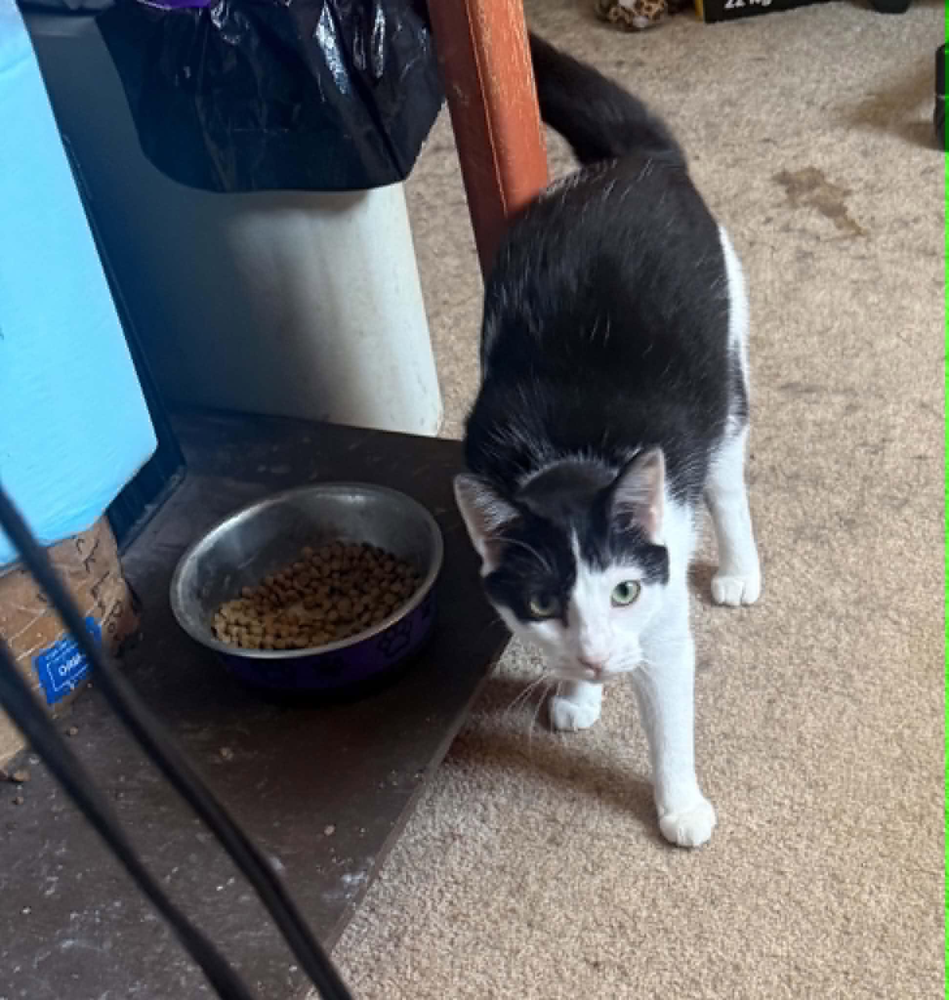 Enlarge Jared & Tess, a Adoptable Domestic Short Hair in Spencerville, ON image 2/6