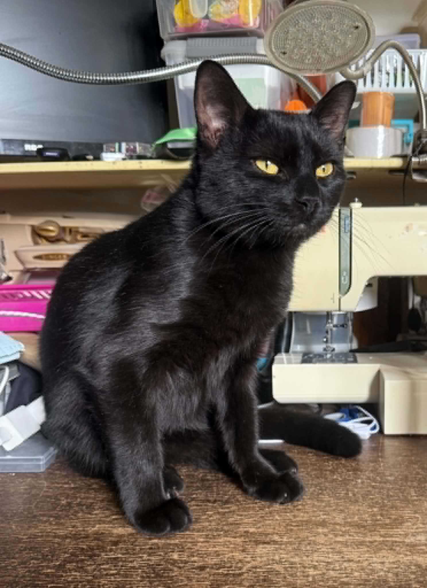 Enlarge Jared & Tess, a Adoptable Domestic Short Hair in Spencerville, ON image 3/6