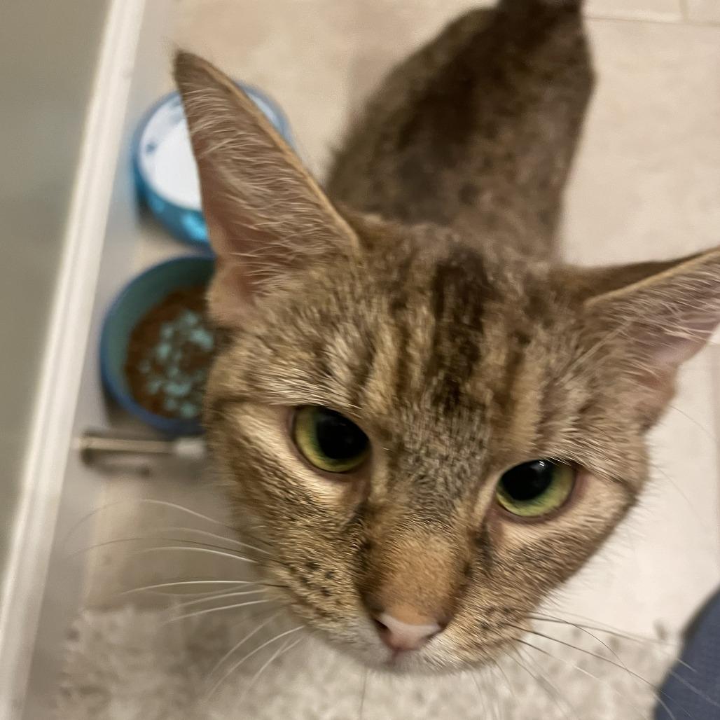 Miss Kay, Adoptable, Adult Female Domestic Short Hair.