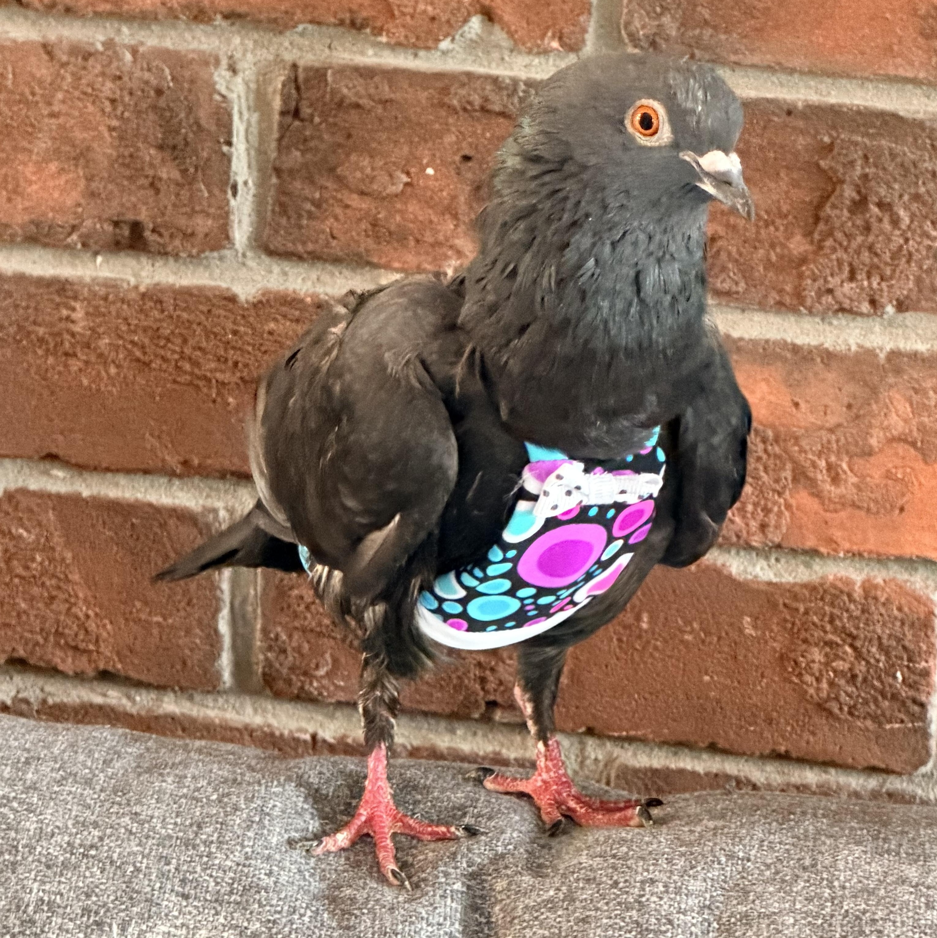 Enlarge Ramu, a Adopted Pigeon in Chicago, IL image 6/6