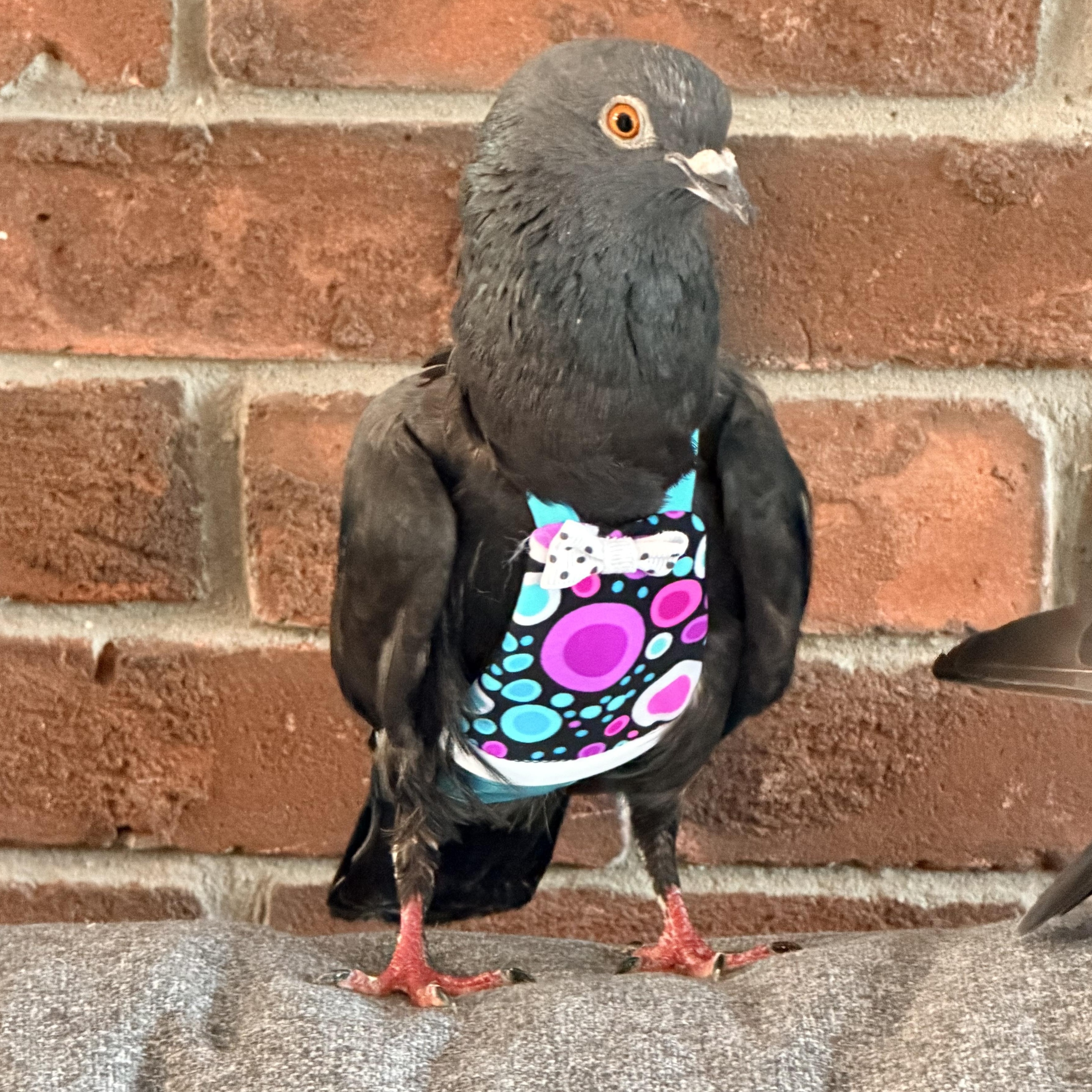 Enlarge Ramu, a Adopted Pigeon in Chicago, IL image 3/6