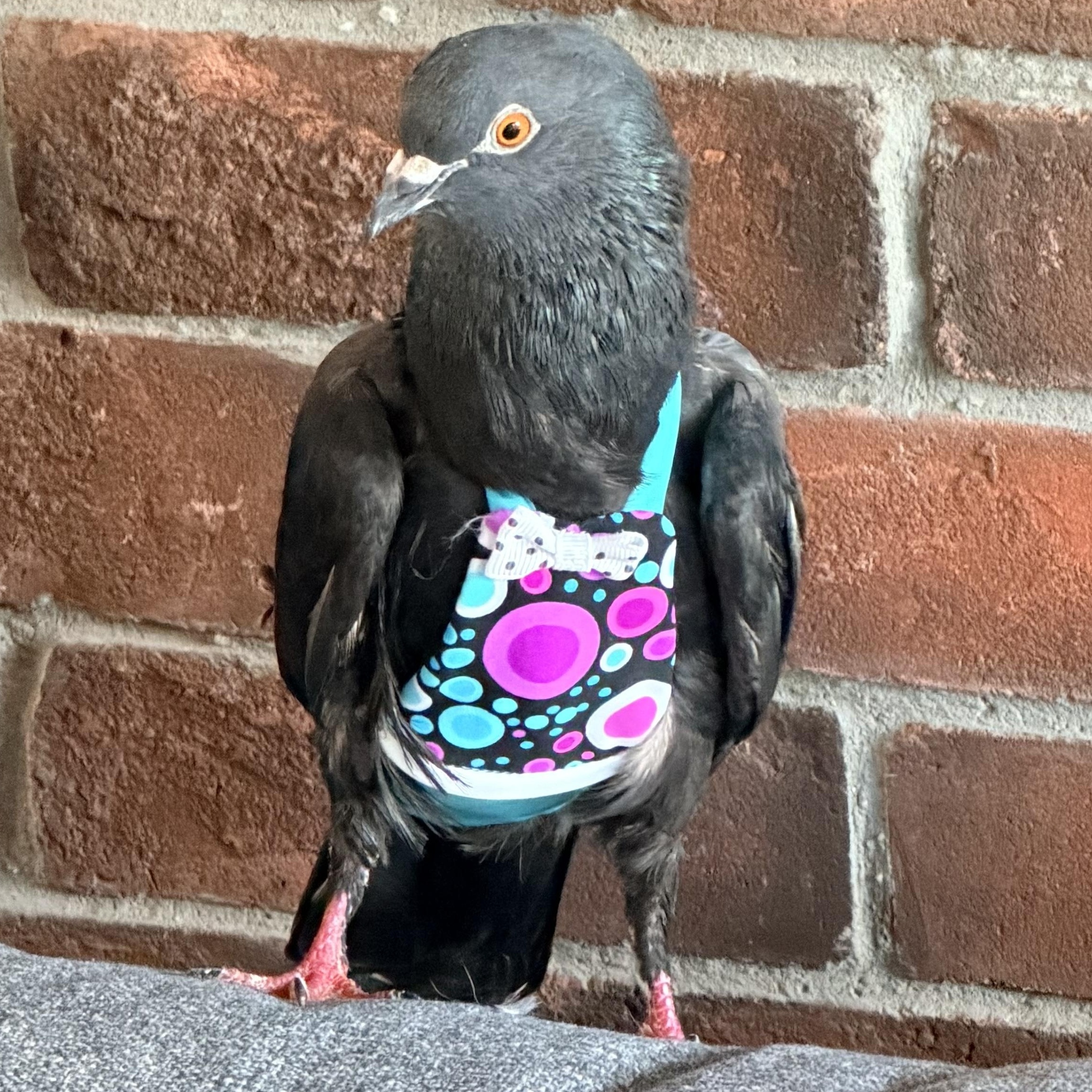 Enlarge Ramu, a Adopted Pigeon in Chicago, IL image 2/6