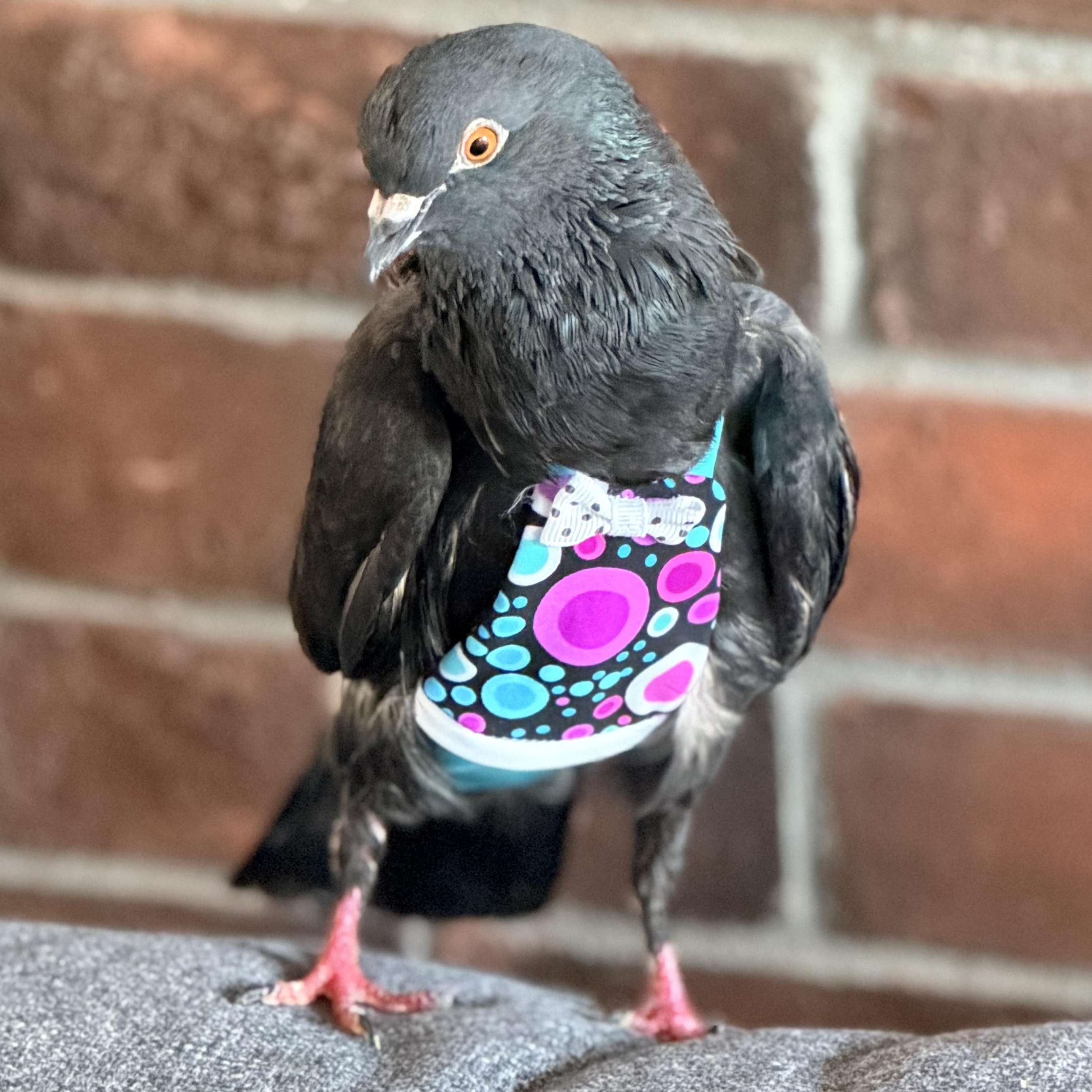 Enlarge Ramu, a Adopted Pigeon in Chicago, IL image 5/6