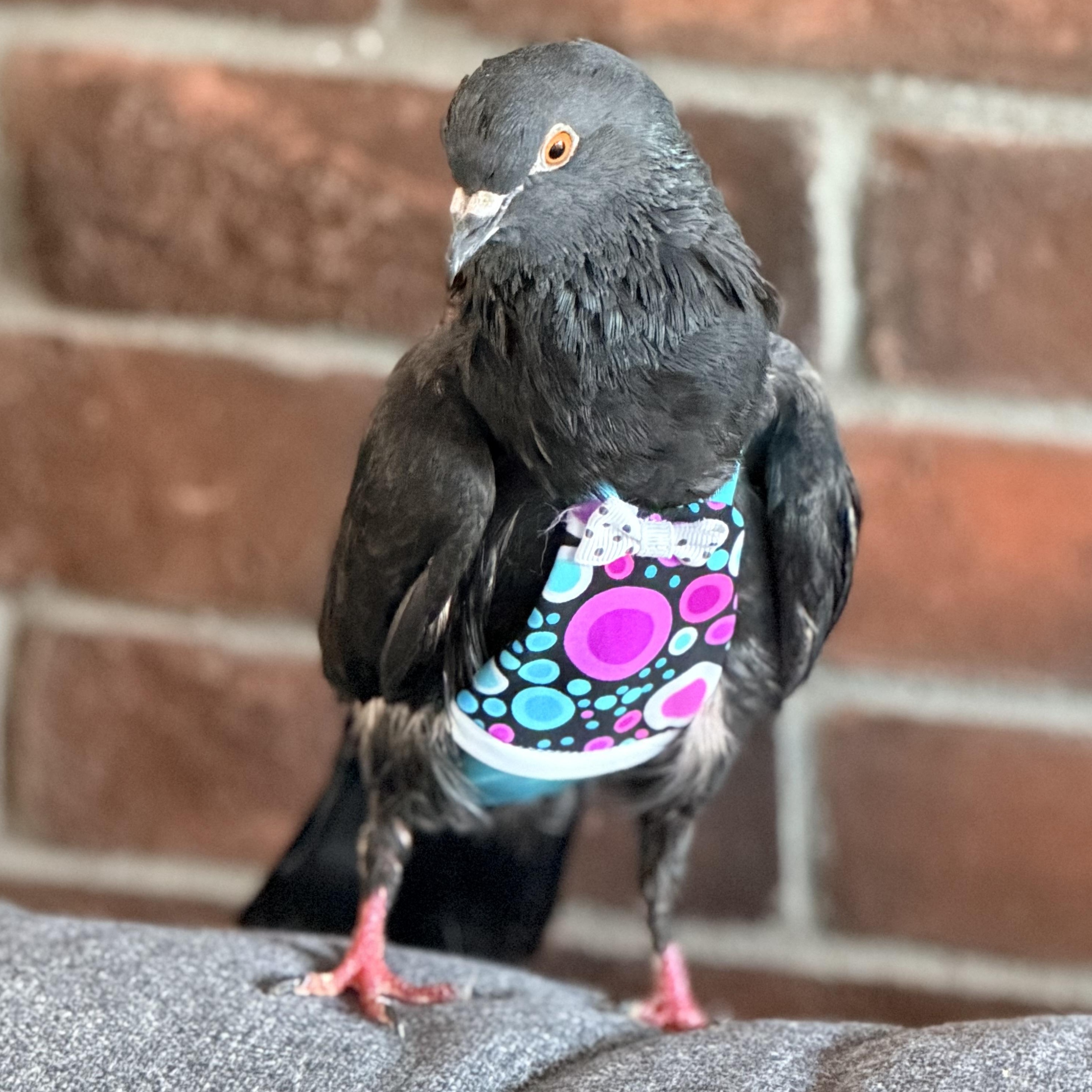 Enlarge Ramu, a Adopted Pigeon in Chicago, IL image 4/6