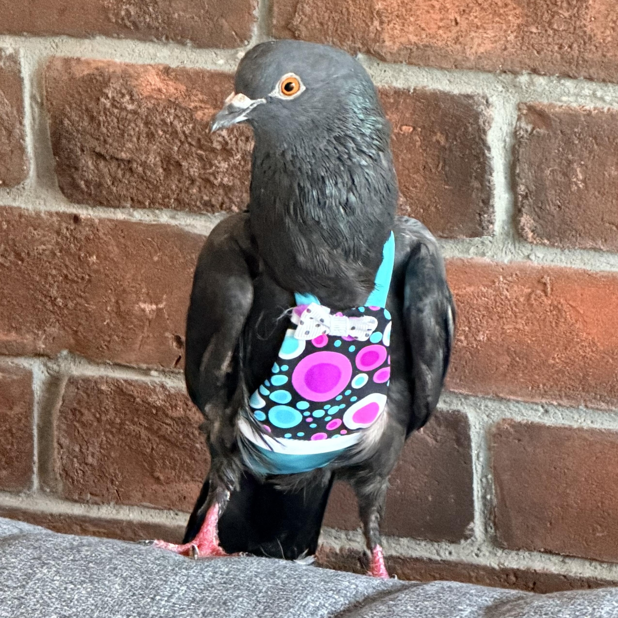Ramu, Adopted, Adult Female Pigeon.
