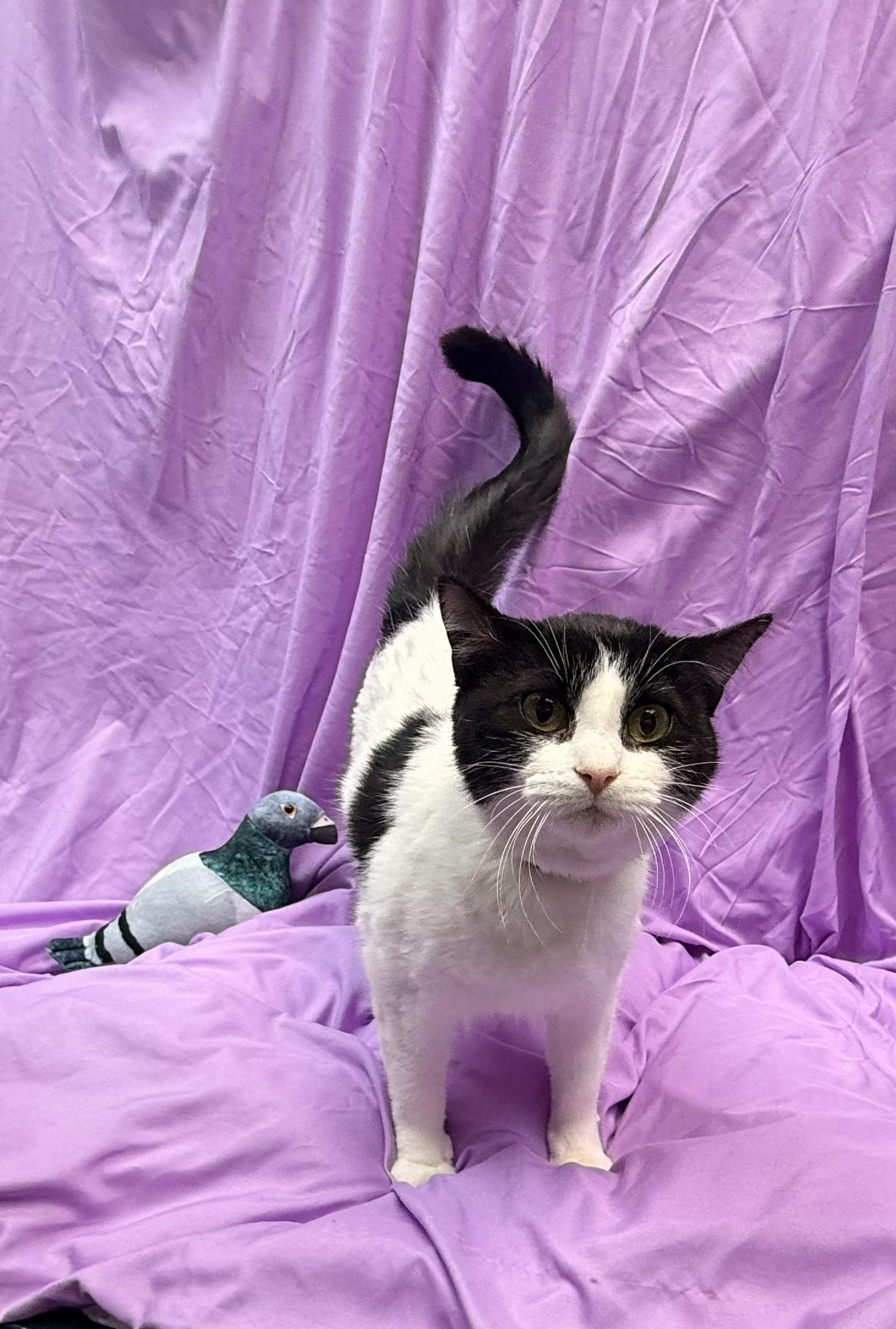 Enlarge Chicken Noodle, a ADOPTABLE Domestic Short Hair in Rock Falls, IL image 2/2