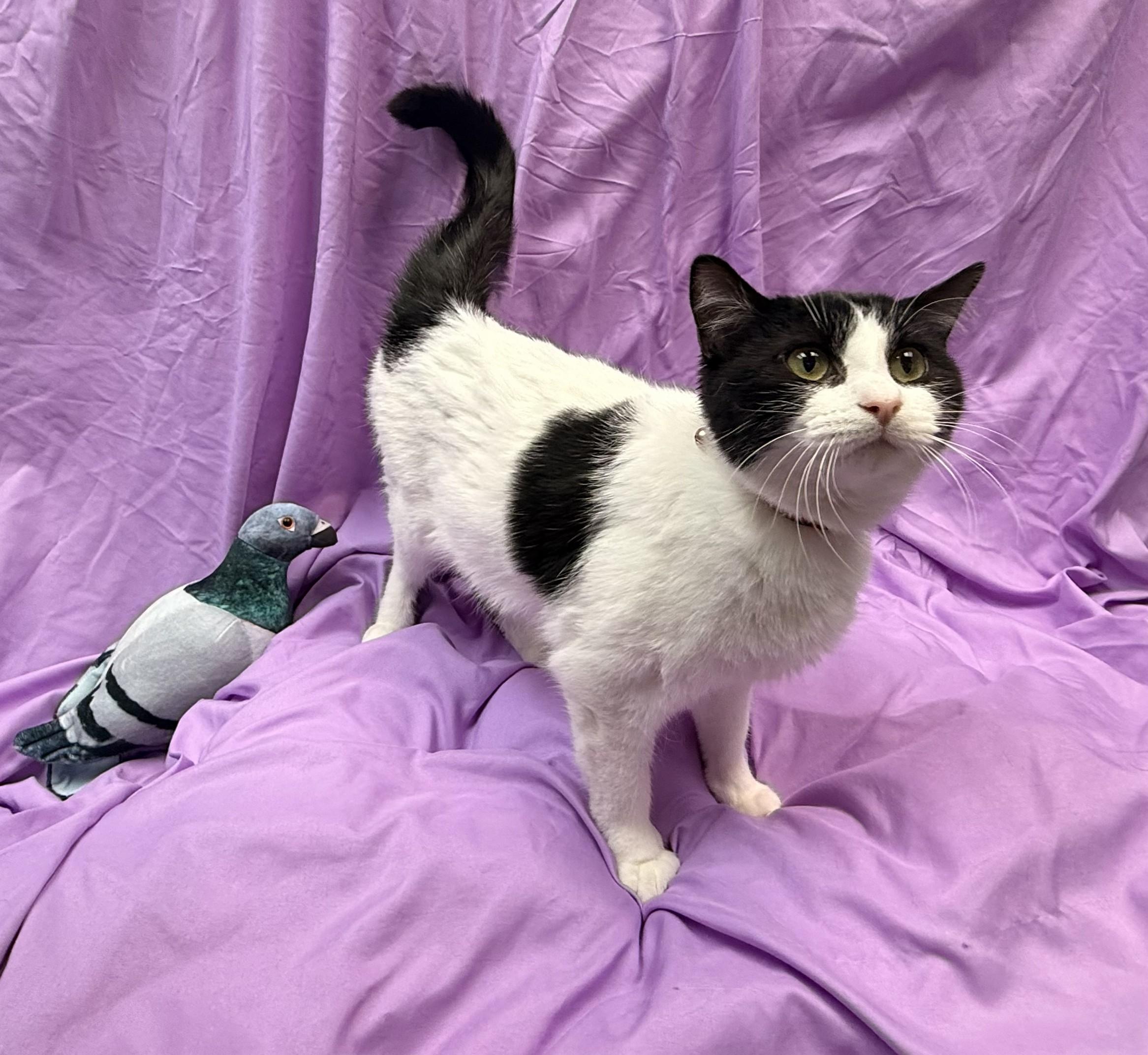 Enlarge Chicken Noodle, a ADOPTABLE Domestic Short Hair in Rock Falls, IL image 1/2